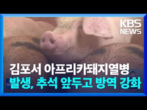 김포서 아프리카돼지열병 발생…추석 앞두고 방역 <strong>강화</strong> / <strong>KBS</strong>  2024.09.01.