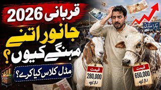 Qurbani 2026: Janwar Itne Mehngay Kyun? Middle Class Kya Kare?