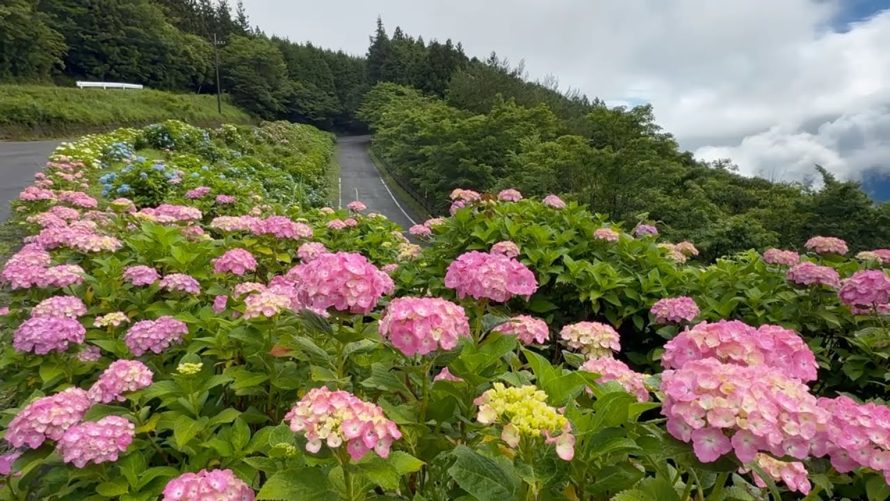 みぃーちゃん様ご確認用♥新作hydrangea様♥メモ＆デザペ 2026/07/02 六分咲き 天空のあじさい園 ハイランドパークみかわ（旧