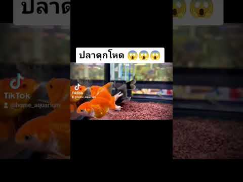 รับหาปลาสวยงามทุกชนิดFacebook: Home AquariumLine:0949802991#สวนจัตุจักร_ตลาดศรีสมรัตน์_G8_G10