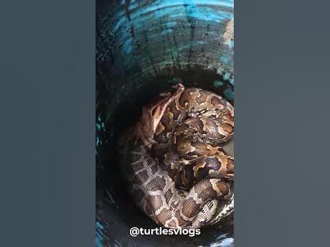 Trăn đá Srilanka và ói ra con mồi! Python caught vomiting its prey! # ...
