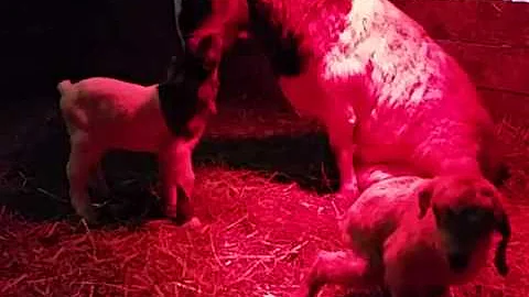 Shirley, Opie &Ellie goats 2