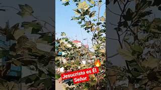 #ElSalvador para #Cristo #Rey de #reyes #CentroHistorico