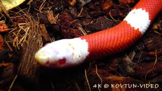 © 4K  Молочная синалойская змея, альбинос Lampropeltis triangulum sinaloae ⁄⁄ Sinaloan milk snake