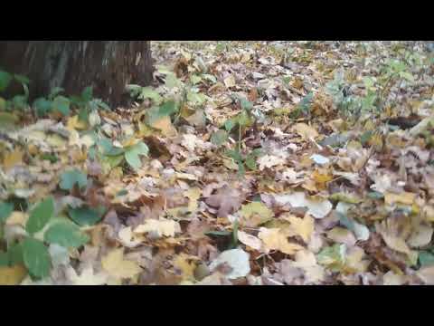 ГРИБЫ опята в лесу!!! где искать..