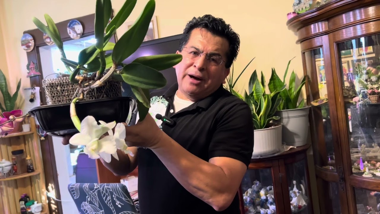 Quieres obtener floraciones de orquídeas Phalaenopsis dentro de casa@jardinmagicodejoel5697