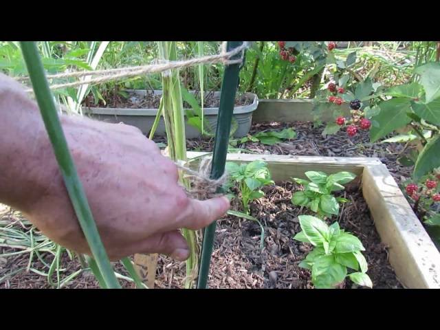 What Happens When You Put Copper Wire Through a Tomato Stem? 