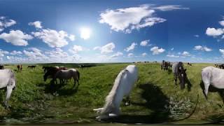 Grazing with Nokota Horses