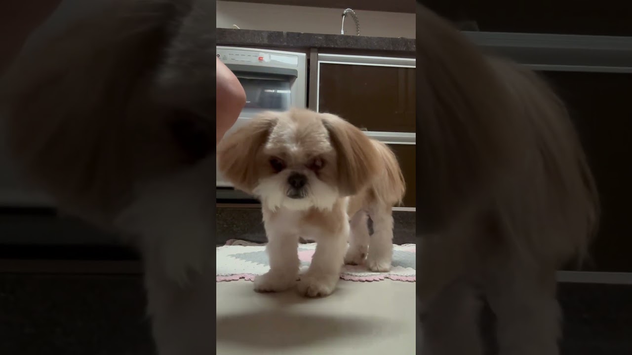 Duke pedindo batatinha cozida 🐶.   #shihtzu #amomeupet
