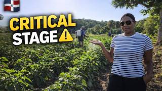 🌱 This Stage Can Destroy Our Farm… Protecting the Plants in DR