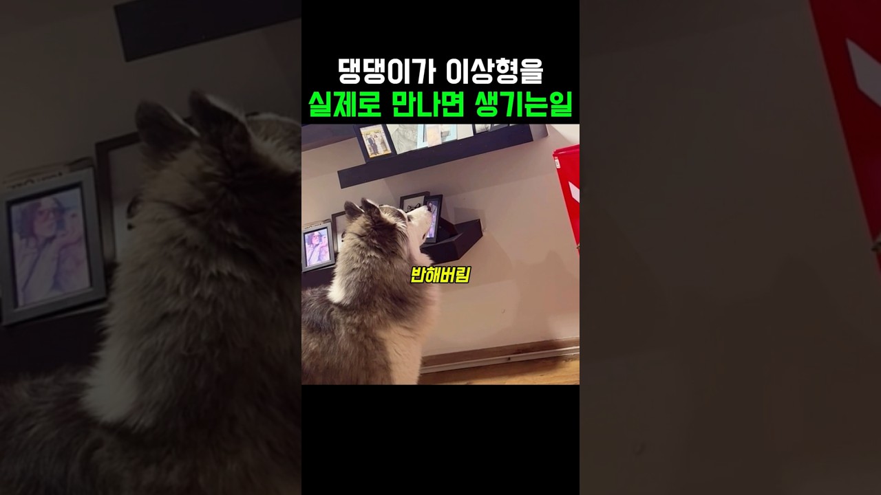 댕댕이가 이상형을 실제로 만나면 생기는일