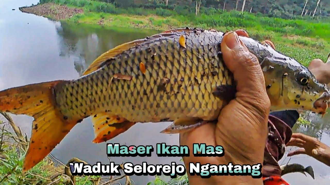 Maser Ikan Mas Di Waduk Selorejo Ngantang 