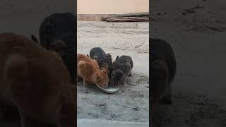 Stray cats enjoying milk #shorts #cat #cats #catlife #kitten #kittens #pets #pet