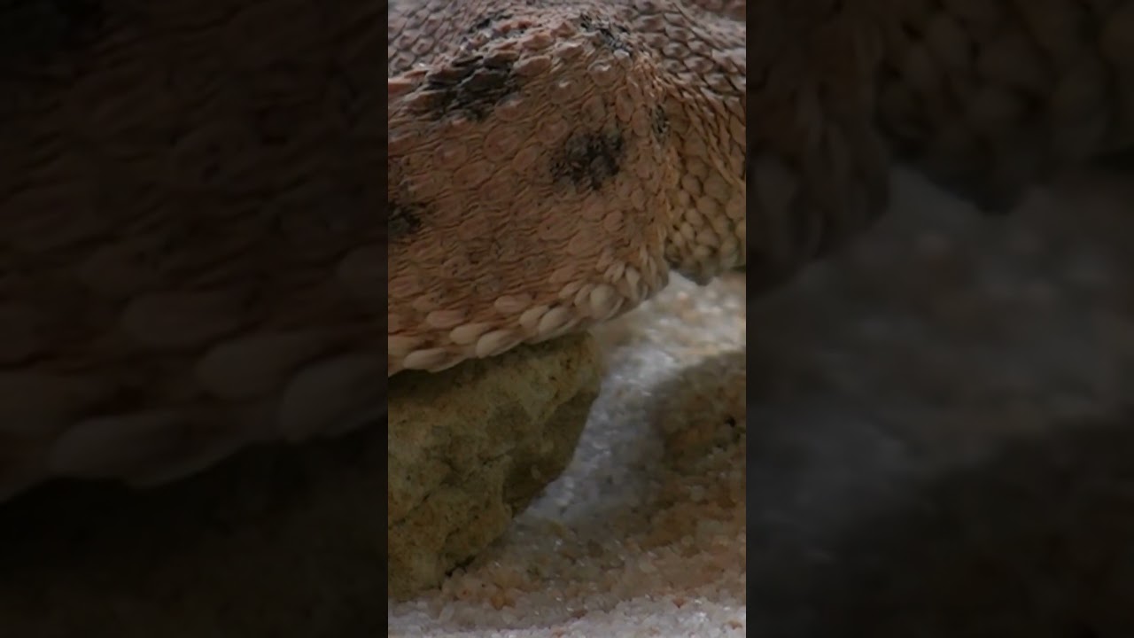 Discover Żmij: The Mighty Mythical Slavic Dragon! 🐉🔥 