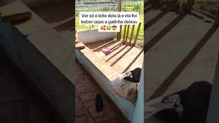 essa Meg é fogo #amomeupet