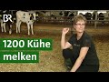 1200 Kühe melken | Unser Land | BR Fernsehen