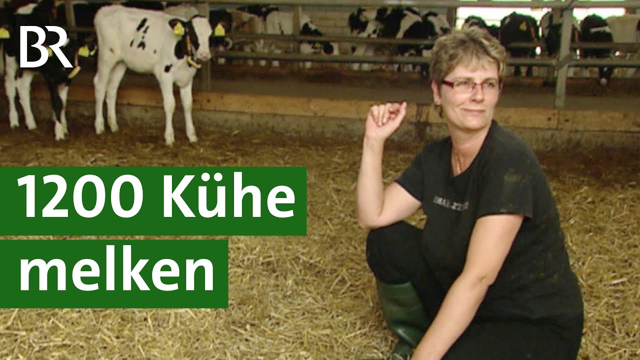 Riesen-Kuhstall mit 1200 Milchkühen in Thüringen – gibt’s da noch Tierwohl? | Unser Land | BR