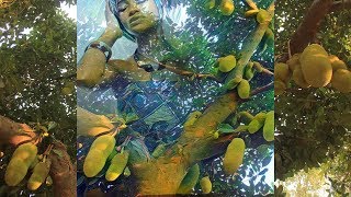 Cantigas de Odé | Oxóssi (Candomblé) com Letra - 09 - Maboxé Inxé Lokô