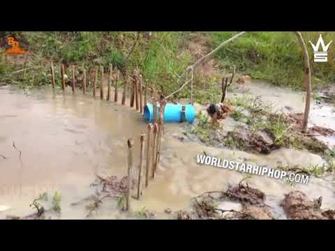 Huge Python Gets Caught In A Trap In Thailand!