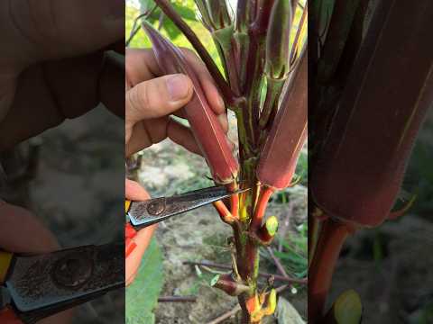 Okra Harvest Farmea Farming Satisfying 