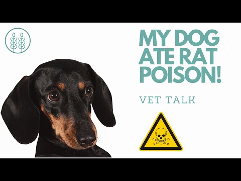 My dog ate rat poison!