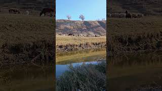 Отара овець і пастух #вівці#october#річка#sheep