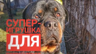 КРОВАВАЯ ИСТОРИЯ РОТВЕЙЛЕРА ДЮШИ.ДЕЛАЕМ СУПЕР-ИГРУШКУ КРОВАВАЯ ИСТОРИЯ РОТВЕЙЛЕРА ДЮШИ.ДЕЛАЕМ СУПЕР-ИГРУШКУ