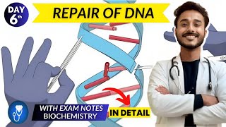 dna repair biochemistry | dna damage response biochemistry | dna repair mechanisms biochemistry