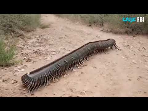 حجم الحريشة أو أم أربعة وأربعين أو عديدة الأرجل الاسم العلمي 