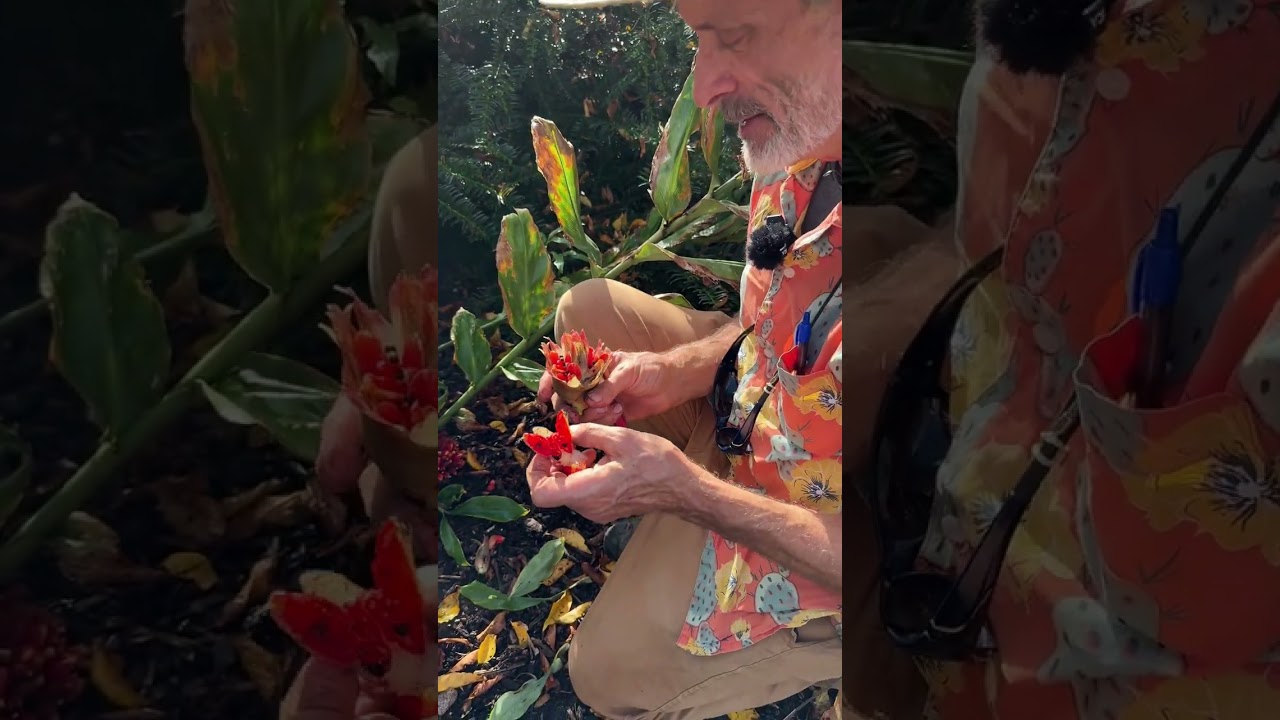 The amazing fruit of Zingiber mioga 'Lushan Gold' (edible) 