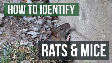 The Differences Between Rats and Mice: Rats VS Mice