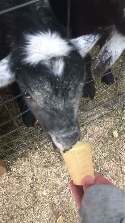 Cute and Funny goat eating ice cream cones🥰🥰🥰 - YouTube