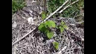 How to build a hopyard - part 1