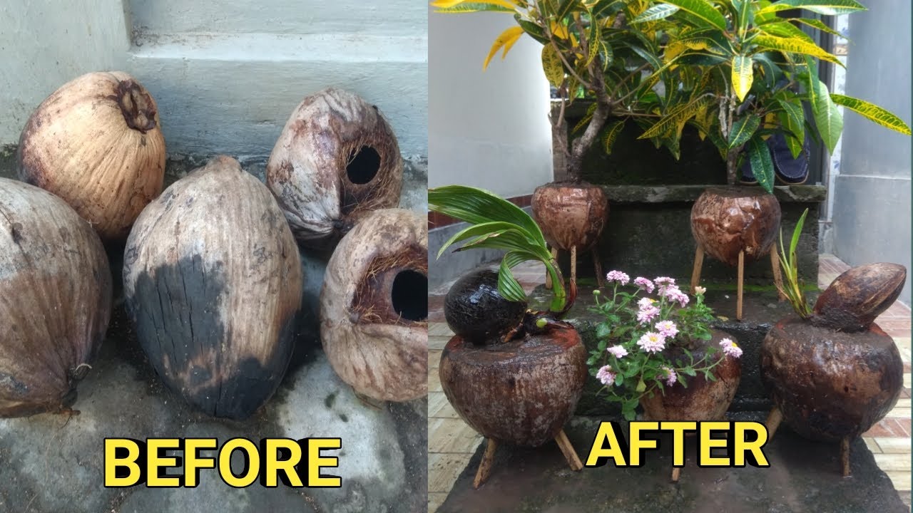 Cara Membuat Pot  dari  Kelapa  Kosong Home Gardening Tips 
