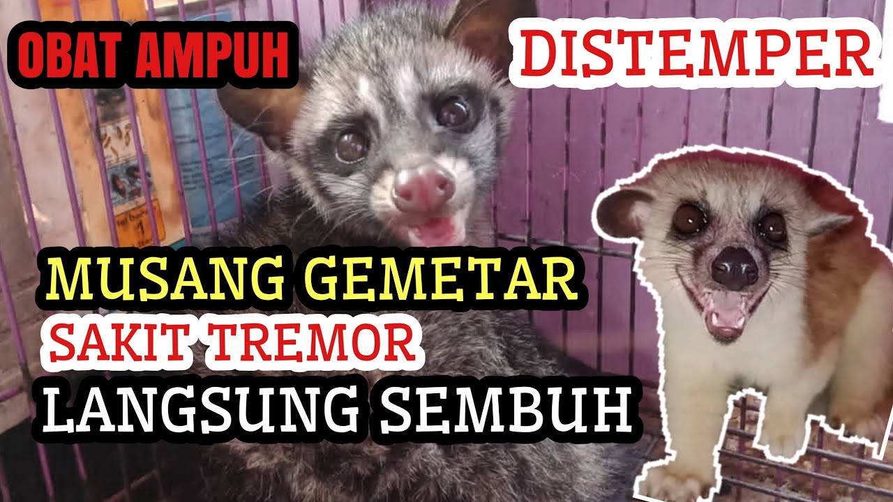 CARA MENGOBATI MUSANG YANG SAKIT TREMOR / GEMETAR 