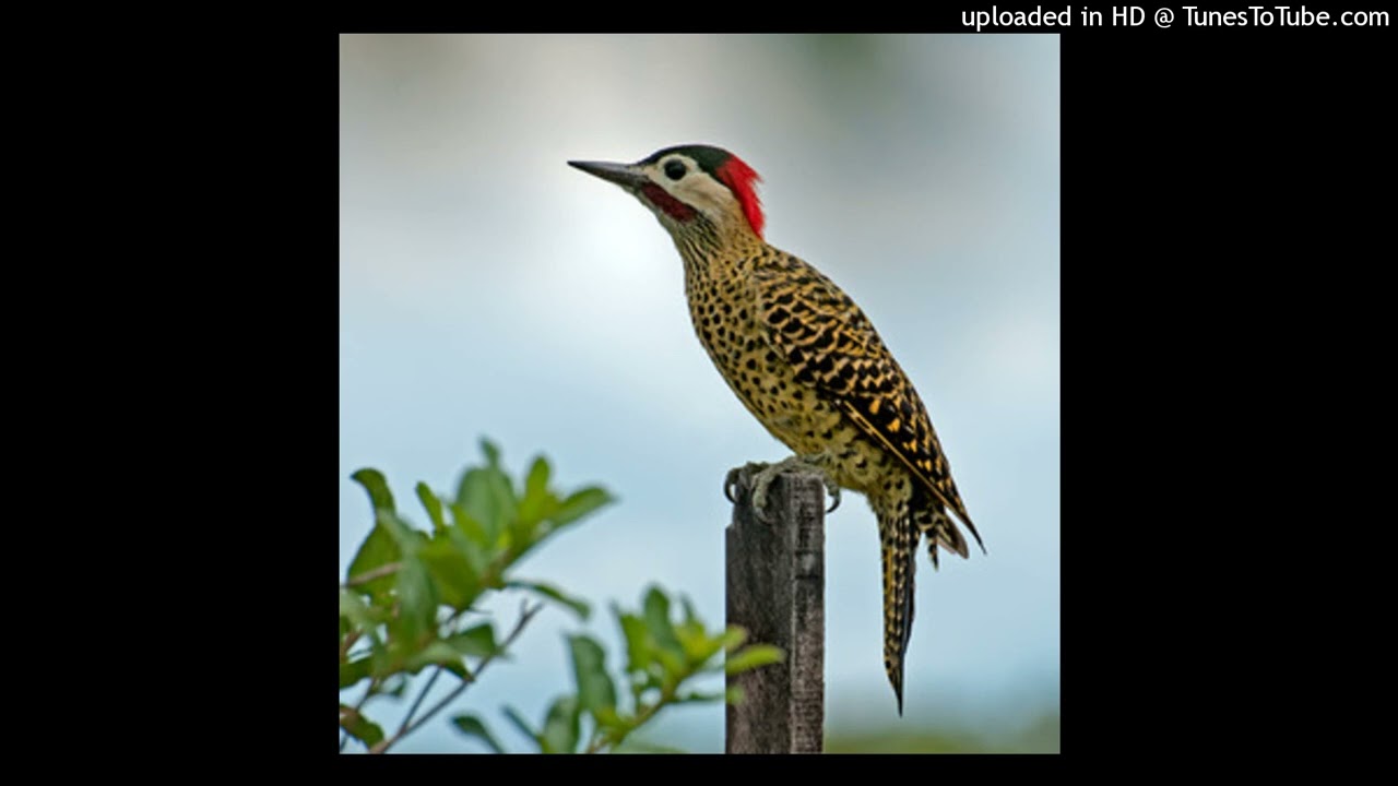 Colaptes melanochloros