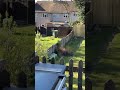 Foxes Jumping Over Garden Fence mp3
