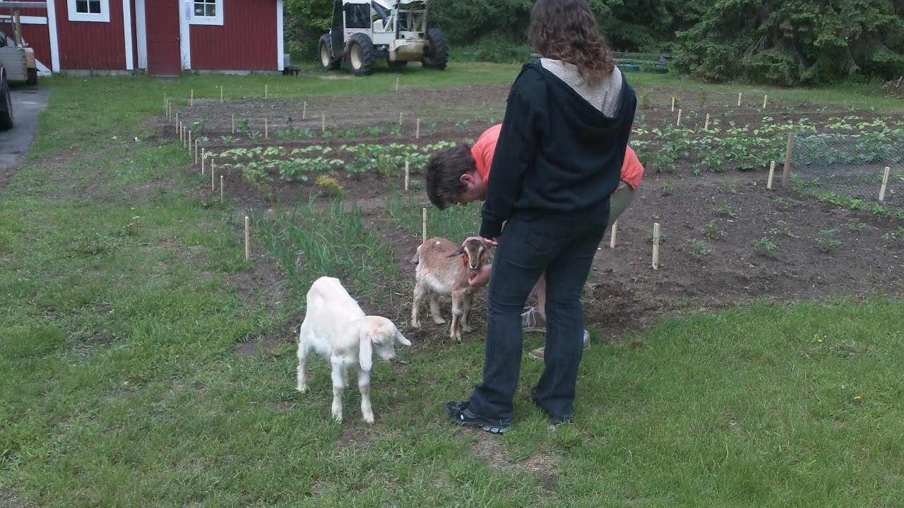 The Hobby Farm. The Goats Are In The Freezer. What does goat taste like
