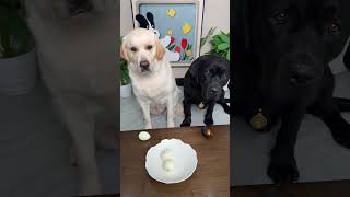 😤🥚😂Just because I'm black, I have to eat black eggs? Seriously?!  #funnypets#FunnyMoments
