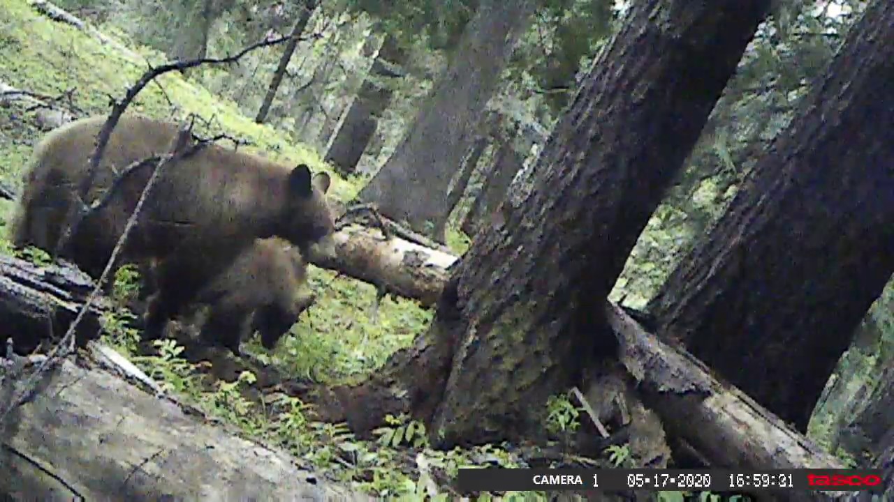 black bear mama and 2 cubs - YouTube