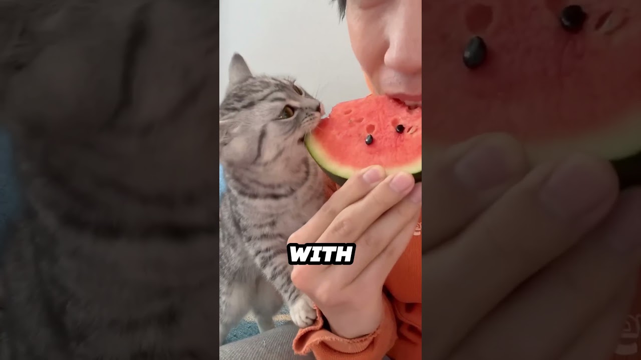 What Food Do Cats REALLY Want to Eat?