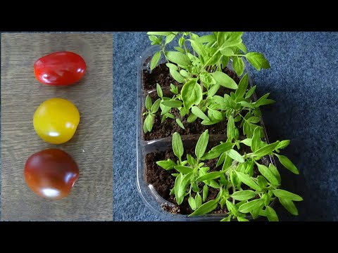 Video: Eco Tomato, Hạt Giống Cà Chua Sưu Tầm