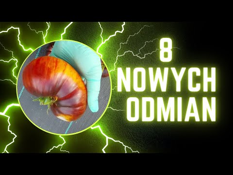 Następne nowe odmiany pomidorów 🍅 nowości w mojej uprawie 🍅