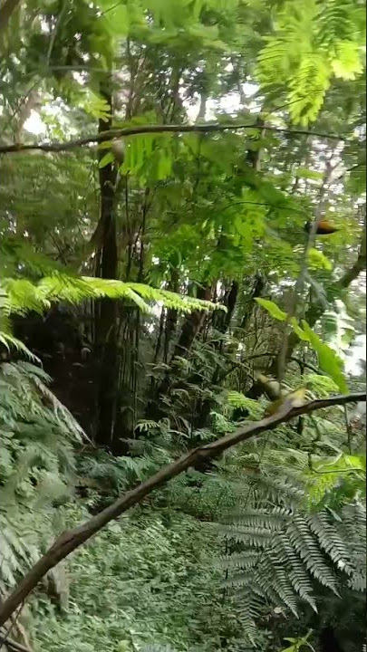 pikat pleci pakai mp3 racikan