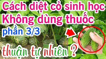 Agri1c. Cách diệt cỏ sinh học, không dùng thuốc, Thuận tự nhiên. Chuẩn xuất khẩu Châu Âu (phần 3/3)