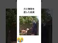 犬に賄賂を渡した結果