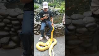#shortvideo #education #animals #hewanpeliharaan #exoticpets #fyp