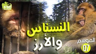 Download Lagu AmouddouTV112 Le macaque et le cèdre أمودو/ النسناس والأرز MP3