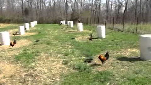RIDGERUNNER KELSOS