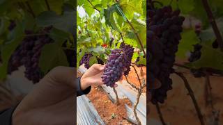 Grapes 🍇 Harvesting #fruit #agriculture #fresh #yummy #farming #asmr #smartfarming #satisfyingvideo